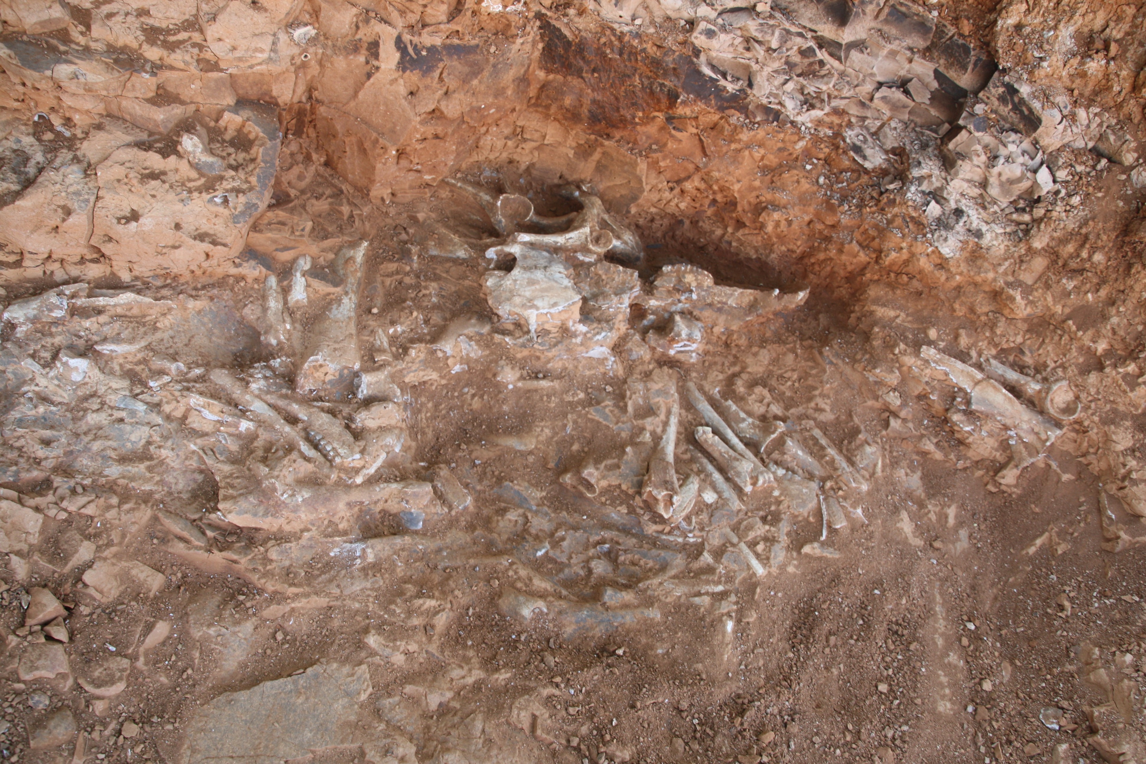 Denizli'de 9 milyon yıl öncesine ait fosil bulundu
