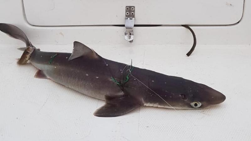 İstavrit tutmak isterken köpek balığı yakaladı
