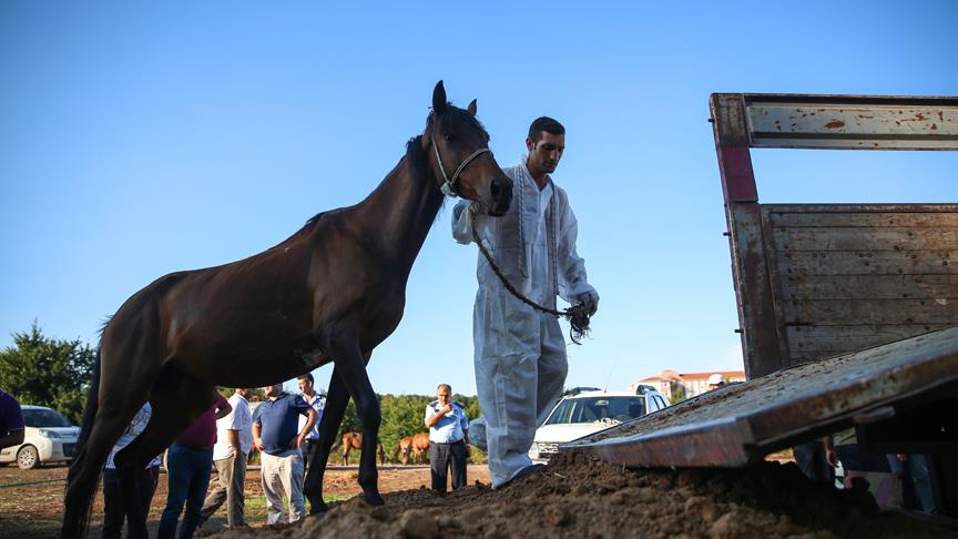 Beykoz'daki atlar tahliye ediliyor