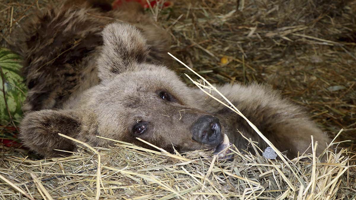 Silahla vurulan bozayı ömür boyu felç kalacak