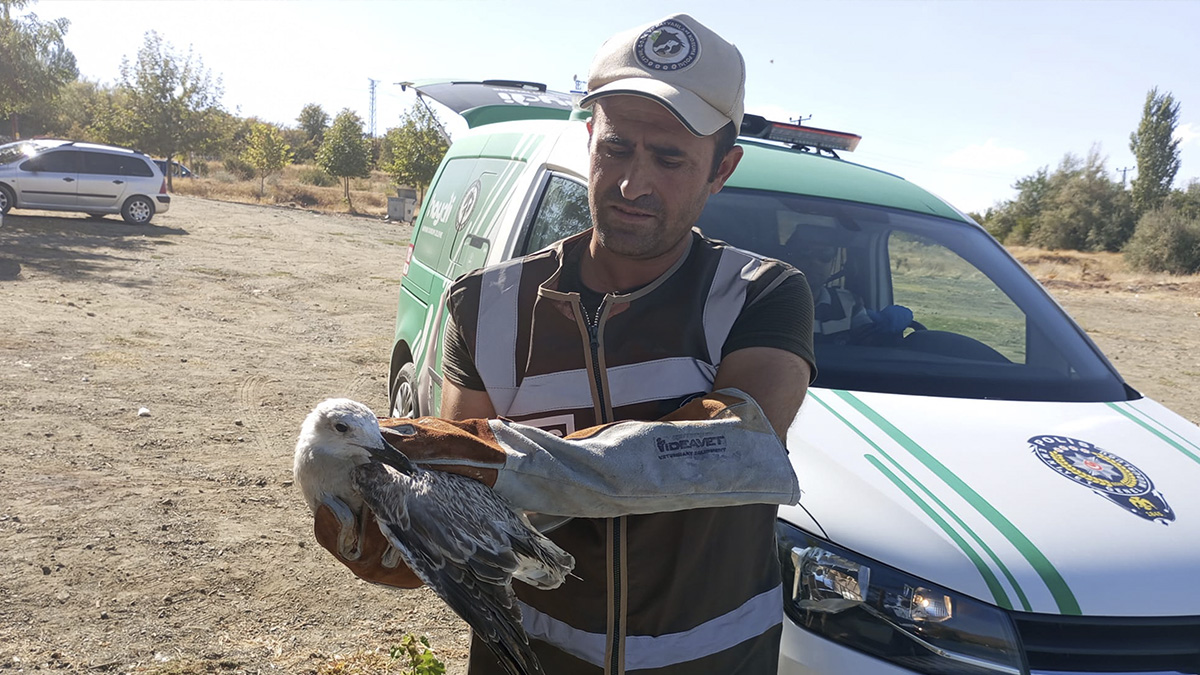 Elazığ'da kanadı kırık martı tedaviye alındı