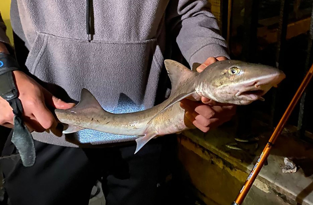 İstanbul'da bir gencin oltasına yavru köpek balığı takıldı