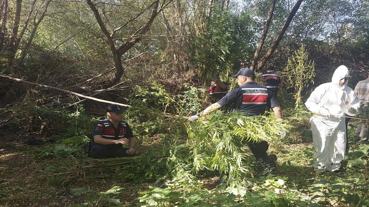 Kızılırmak kenarına ektiği uyuşturucuyu sökerken yakalandı