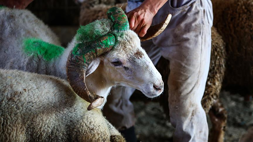 Kurbanlık fiyatları açıklandı
