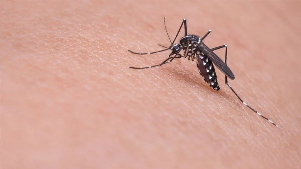 Sivrisinekten bulaşıyor: Yüzlerce kişi hayatını kaybetti