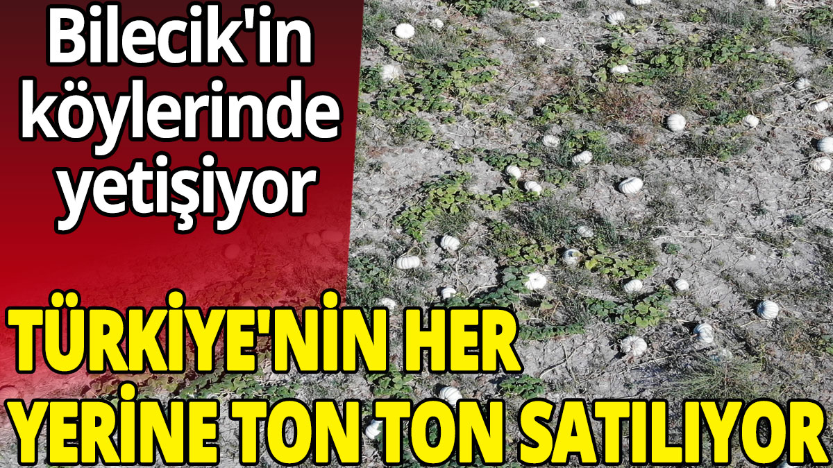 Bilecik'in köylerinde yetişiyor: Türkiye'nin her yerine ton ton satılıyor