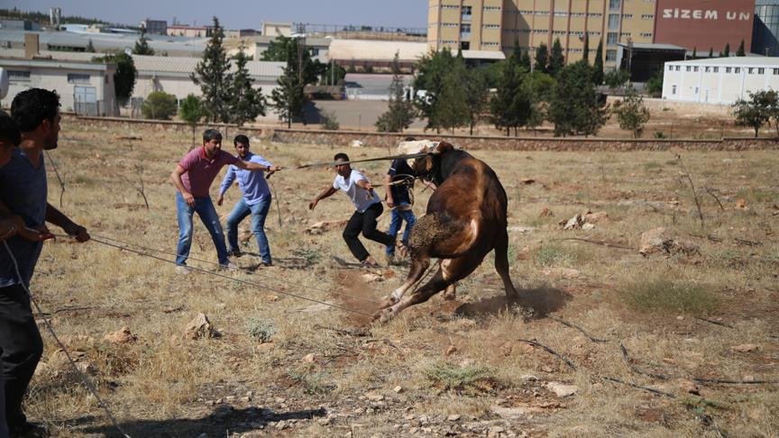 Kaçan kurbanlıklar zor anlar yaşattı