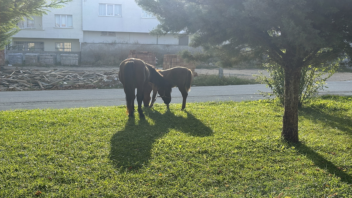 Başıboş atlar her yerden çıkabiliyor