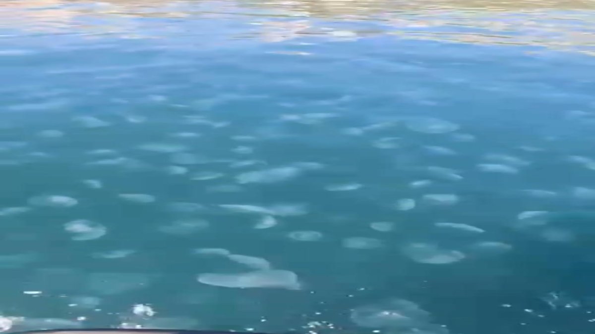 Marmara denizi denizanası istilası altında
