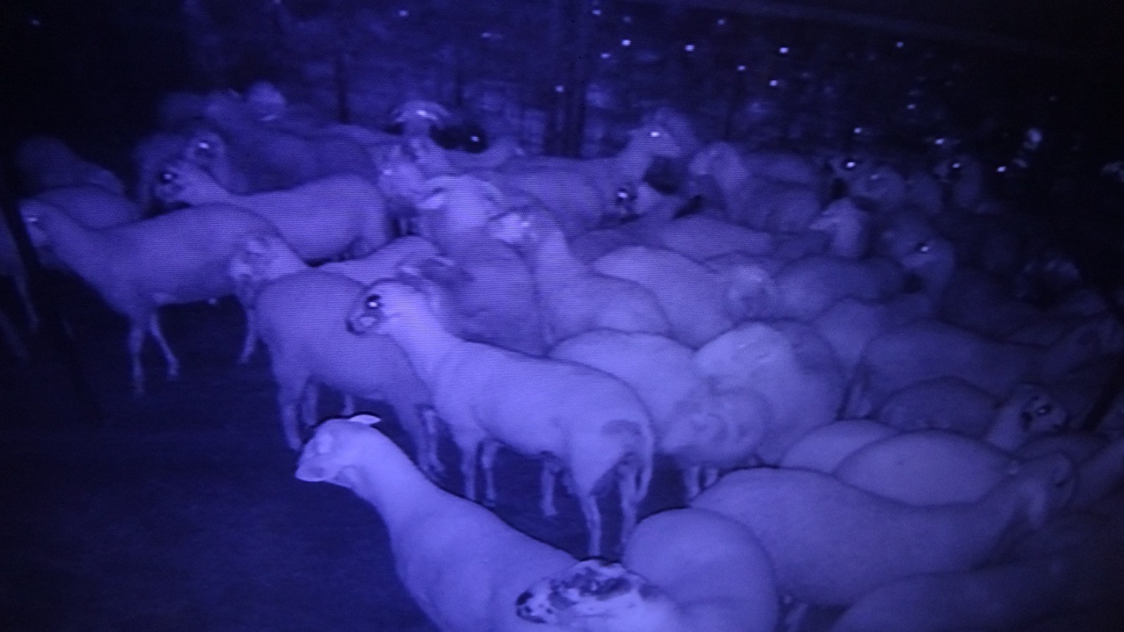 Gördükleri manzara karşısında şoke oldular: Kurt sürüsü onlarca koyunu telef etti