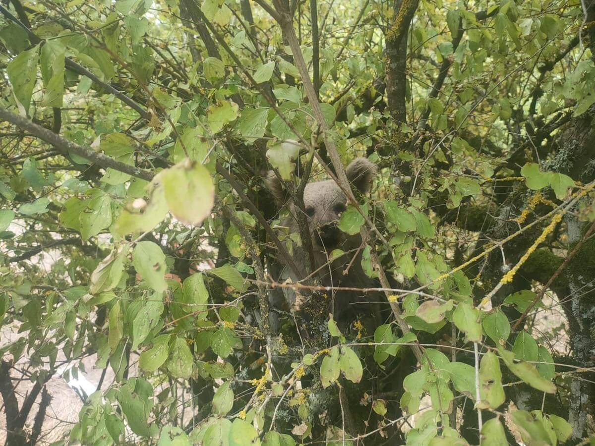 Ağaç üzerinde ayı yavrusu görüntülendi