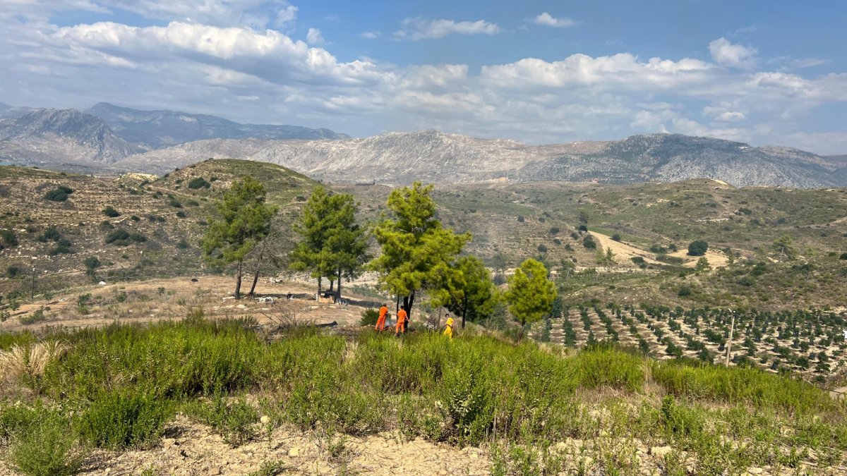 Antalya'da yangında zeytin ağaçları zarar gördü