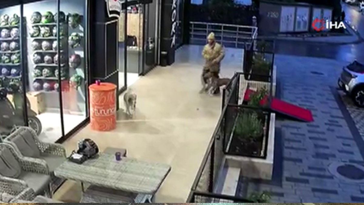 Sokak köpeklerini Pitbull cinsi köpeğine parçalatmaya çalıştı
