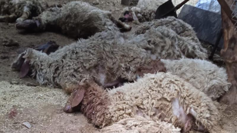 Şanlıurfa'da sahipsiz köpekler koyunları telef etti