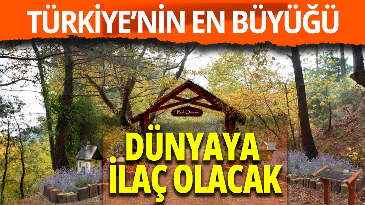 Kazdağları’nda Türkiye’nin en büyük bal ormanı