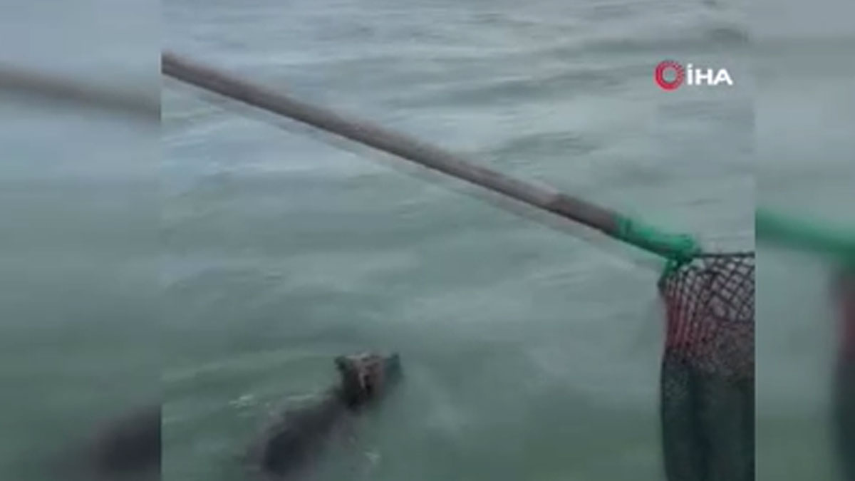 Denizden canlı ayı çıktı! Balıkçılar şokta