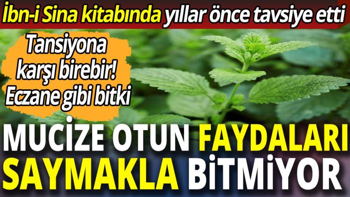 Mucize otun faydaları saymakla bitmiyor! İbn-i Sina kitabında yıllar önce tavsiye etti