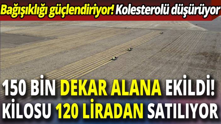 150 bin dekar alana ekildi! Kilosu 120 liradan satılıyor