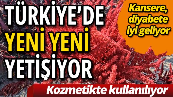 Türkiye’de yeni yeni yetişiyor! Kansere ve diyabete iyi geliyor