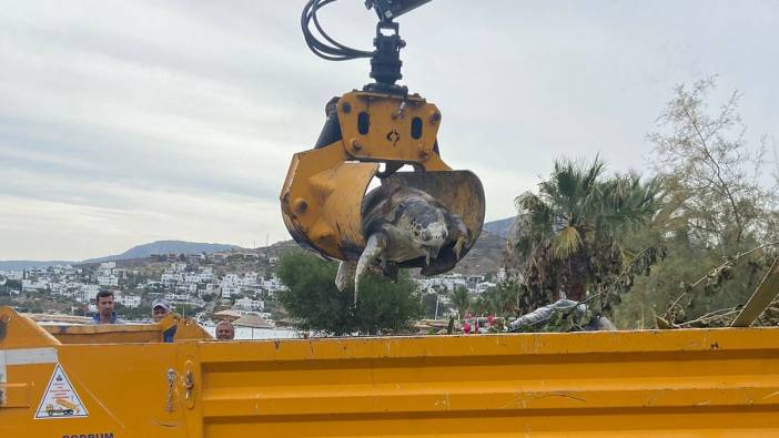 Bodrum'da deniz kaplumbağası sahile vurdu