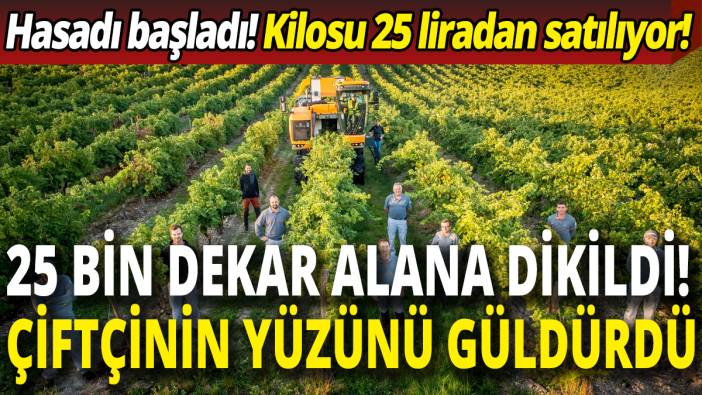 25 bin dekar alana dikildi! Çiftçinin yüzünü güldürdü! Kilosu 25 liradan satılıyor