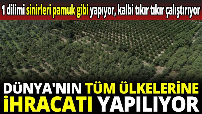 Tüm Dünya'nın ülkelerine ihracatı yapılıyor 1 dilimi sinirleri pamuk gibi yapıyor kalbi tıkır tıkır çalıştırıyor