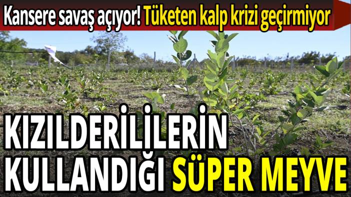 Kızılderililerin kullandığı süper meyve! Kansere savaş açıyor! Kalp krizine karşı koruyor