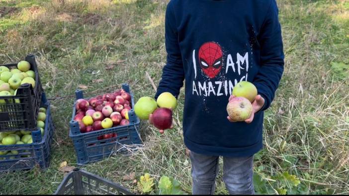 Tatvan’da elma hasadı
