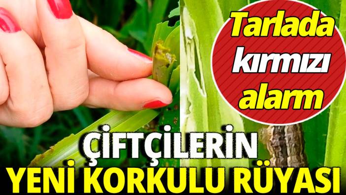 Çiftçilerin yeni korkulu rüyası: Tarlada kırmızı alarm