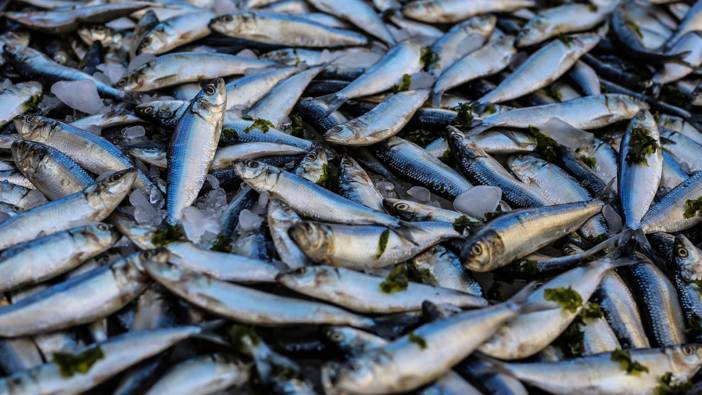 Balık unu ve yağı yaklaşık 44 milyon dolar döviz girdisi sağladı