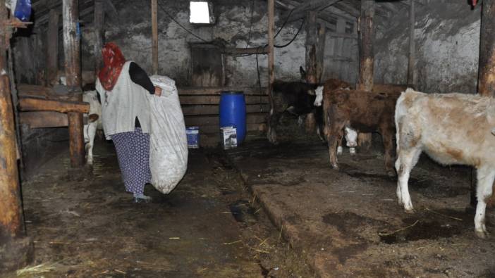 Kars’ta torunlarının tedavisini karşıladıkları inekler çalındı