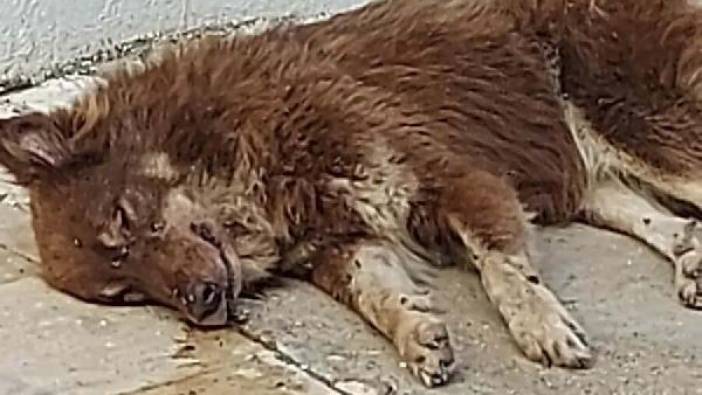 3 köpek zehirlenerek öldürüldü