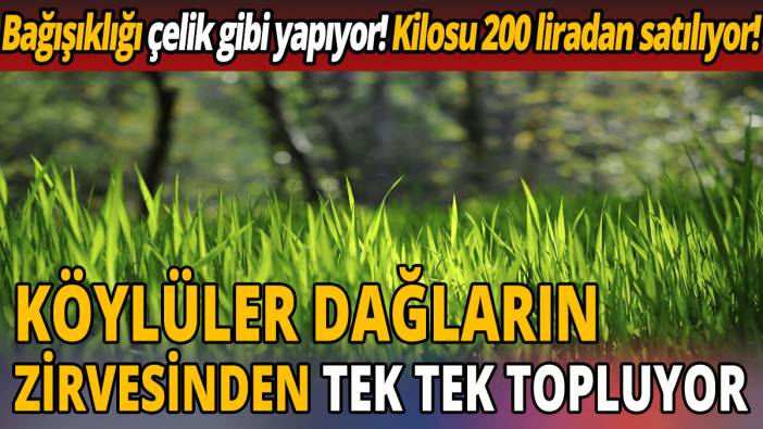 Köylüler dağların zirvesinden tek tek topluyor! Bağışıklığı çelik gibi yapıyor! Kilosu 200 liradan satılıyor