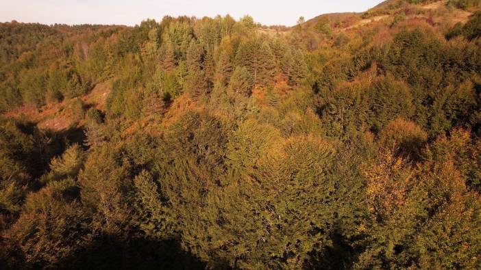 Zonguldak ormanlarında sonbahar manzaraları