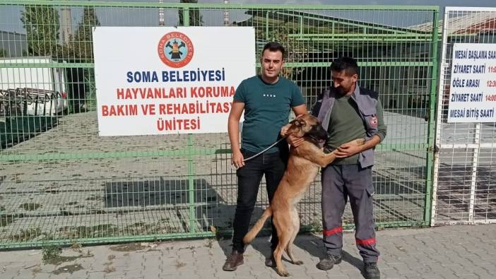 İzmir'de kaybolan köpek Soma'da sokakta bulundu