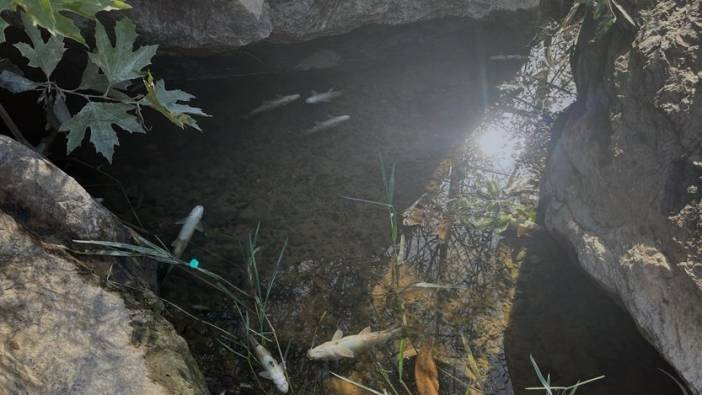 Çanakkale'deki Kocabaş Çayı'nda balıklar telef oldu
