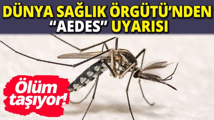 Dünya Sağlık Örgütü'nden "Aedes" uyarısı