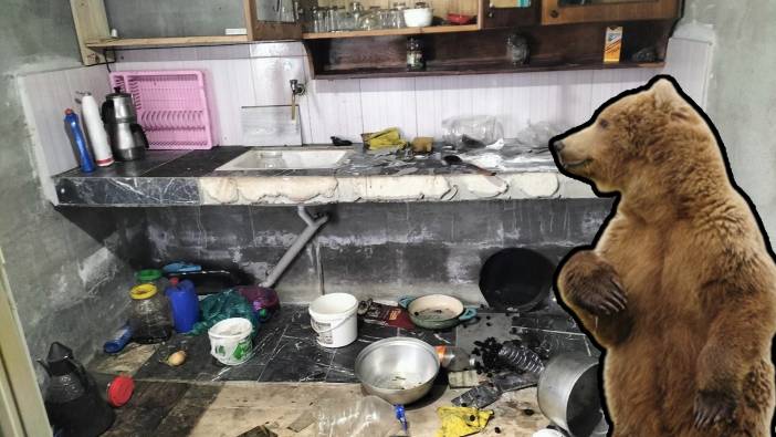Aç kalan ayılar yayla evlerini talan etti