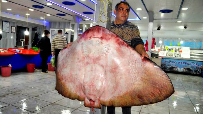 Muğla’da yakalanan dev vatoz görenleri şaşırttı