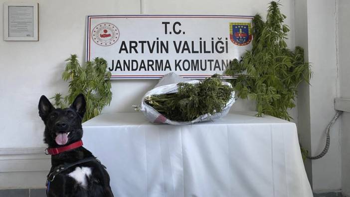 Artvin’de jandarmadan uyuşturucu operasyonu