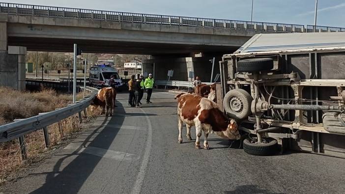 Büyükbaş hayvanları taşıyan kamyonet devrildi