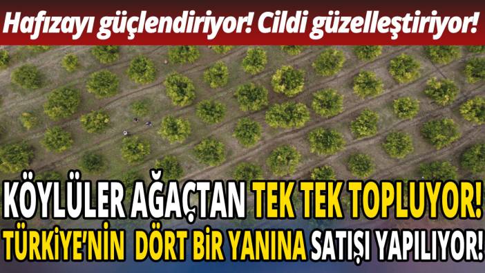 Köylüler ağaçtan tek tek topluyor! Türkiye'nin dört bir yanına satışı yapılıyor! Hafızayı güçlendiriyor