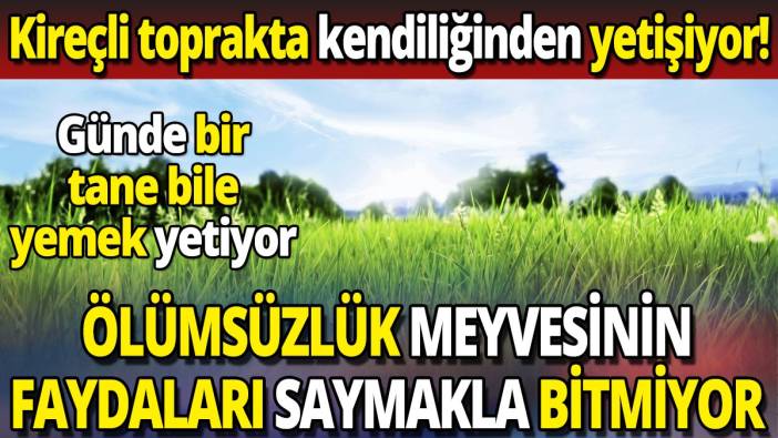 Ölümsüzlük meyvesinin faydaları saymakla bitmiyor 'Kireçli toprakta kendiliğinden yetişiyor' 'Günde bir tane yemek bile yetiyor'