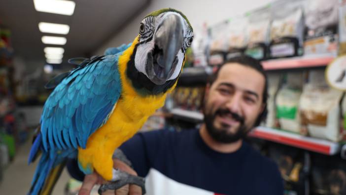 Dünyanın en havalı papağanı hem güzel hem pahalı
