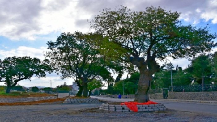 Asırlık ağaçlar korumaya alındı