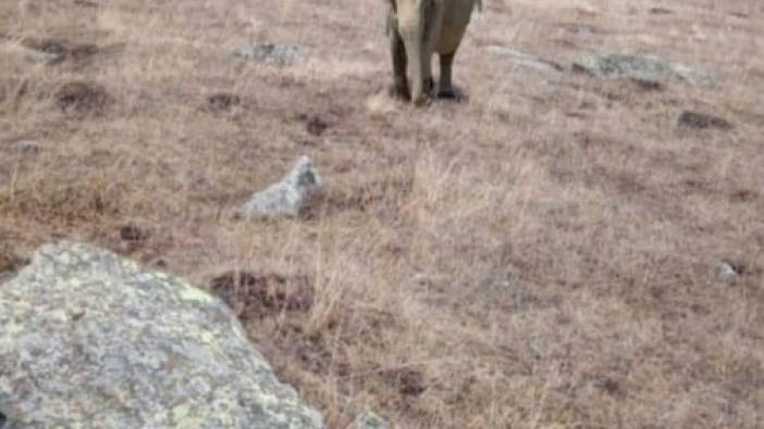 Ardahan'da 'fil' iddiası gerçek mi 'Valilikten açıklama geldi'