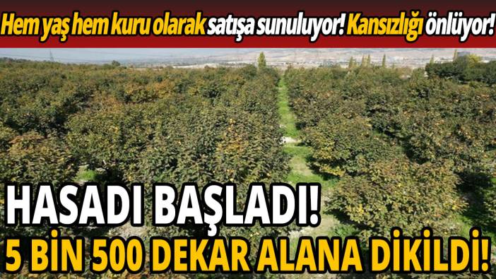 'Hem yaş hem kuru olarak satışa sunuluyor Kansızlığı önlüyor' Hasadı başladı