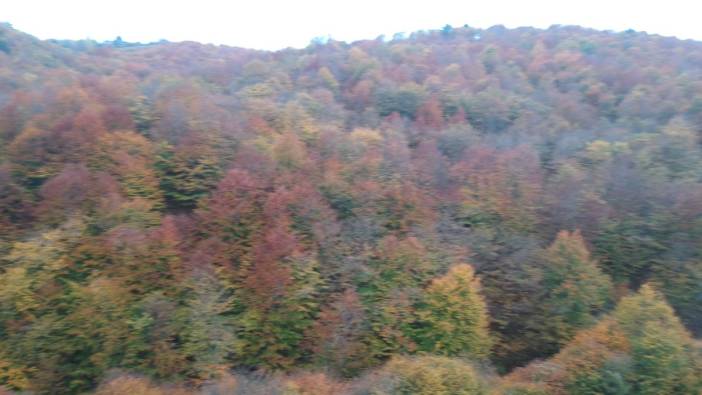 Sinop ormanlarındaki renk cümbüşü kameralara yansıdı