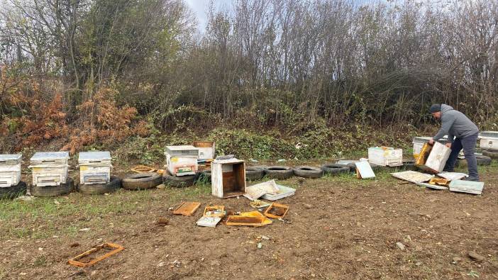 Bilecik'te ayılar arı kovanlarına zarar verdi