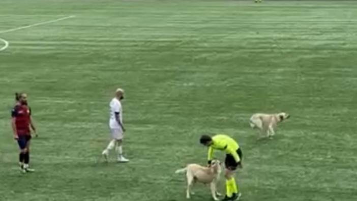 Ardahan'da sahaya köpekler girince maça ara verildi